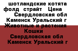 шотландские котята фолд, страйт › Цена ­ 3 500 - Свердловская обл., Каменск-Уральский г. Животные и растения » Кошки   . Свердловская обл.,Каменск-Уральский г.